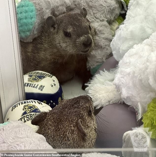 Staff at The Meadows Family Fun Mini Golf were stunned to find a young groundhog in their claw machine