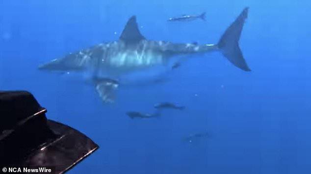 A huge great white shark attacked a fishing boat off the coast of Sunshine on Sunday