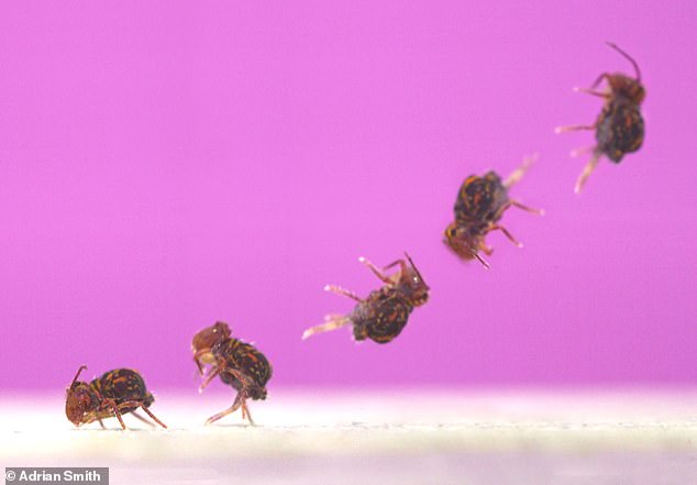 The bulbous springtail (Dicyrtomina minuta) can complete 368 rotations per second, according to new research led by North Carolina State University