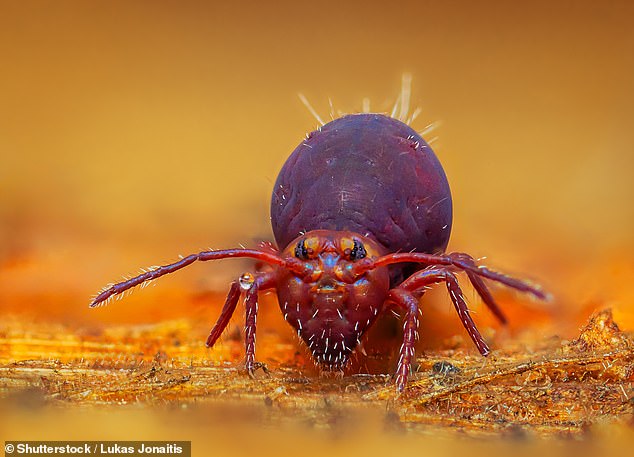 Bulbous springtails are small insects only 6mm long that can be found in gardens in the UK and the US. Although they cannot fly, bite or sting, they can jump