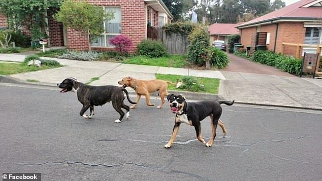 A photo of three dogs running loose in the area was shared on Facebook