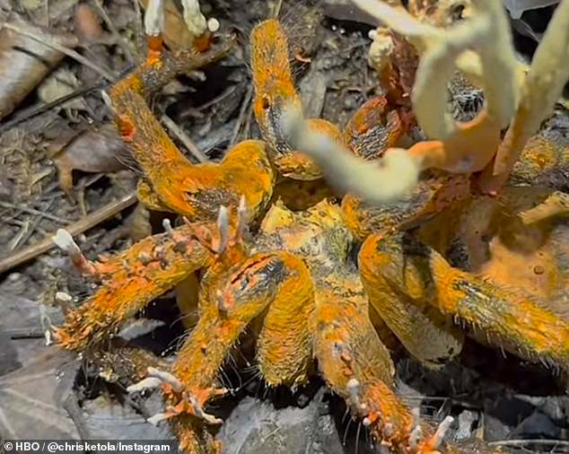 A field researcher working in the Peruvian Amazon came across a dead tarantula infected with Cordyceps, also known as “zombie fungus,” and captured it on video.