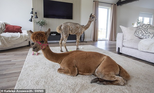 Annie and her daughter Baillie enjoy the comfort of owner Dannie Burns' home in Stirling