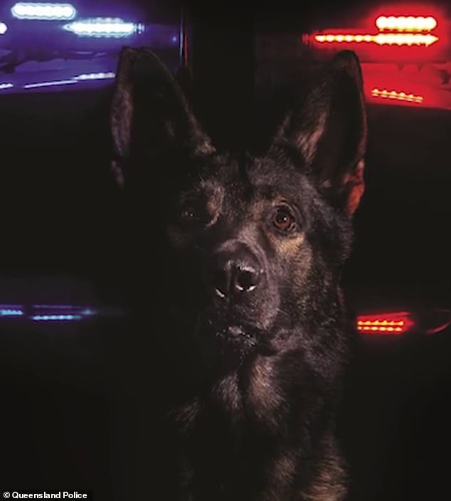 PD Kaos, 12, (pictured) died unexpectedly at home on August 10. Australian fell in love with German Shepherd after being stabbed while arresting offenders in 2020