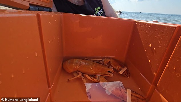 Employees saw an orange lobster at a Stop & Shop and contacted Humane Long Island (HLI)