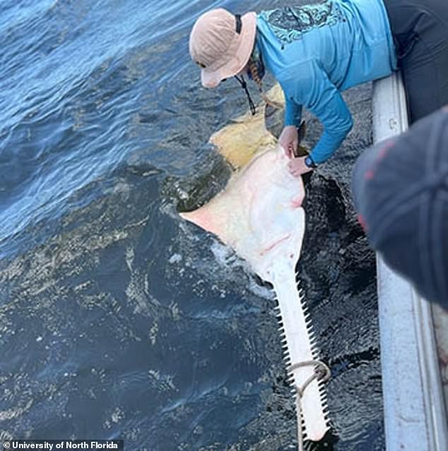 Dr. Jim Gelsleichter and members of the University of North Florida Shark Biology Program captured and released a sawfish on July 16