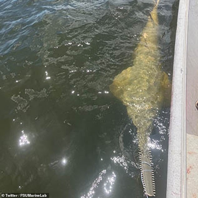 Gelsleichter and the students concluded that the sawfish was a male and sub-adult, meaning it was not yet fully mature