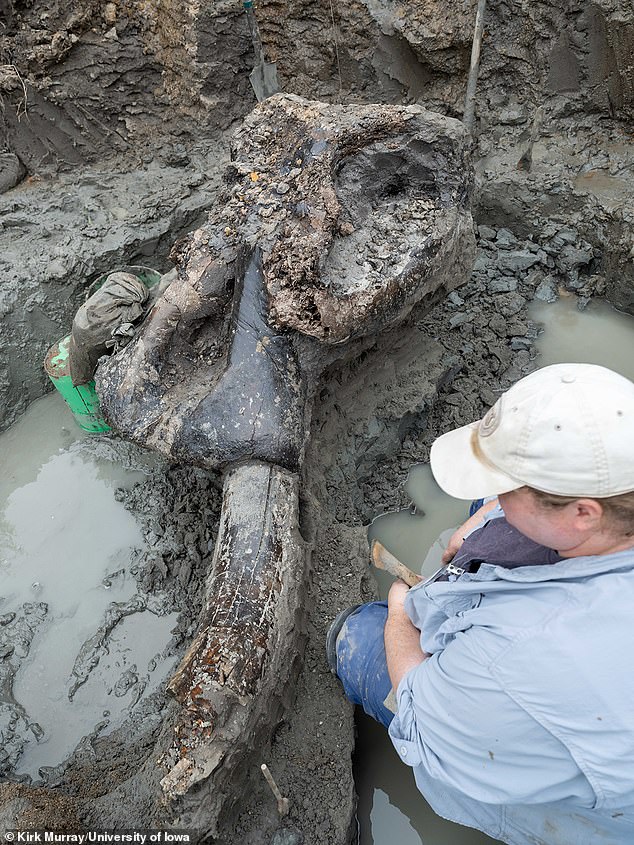 Archeologists in Iowa have unearthed the remains of a mastodon that lived in the area more than 13,000 years ago