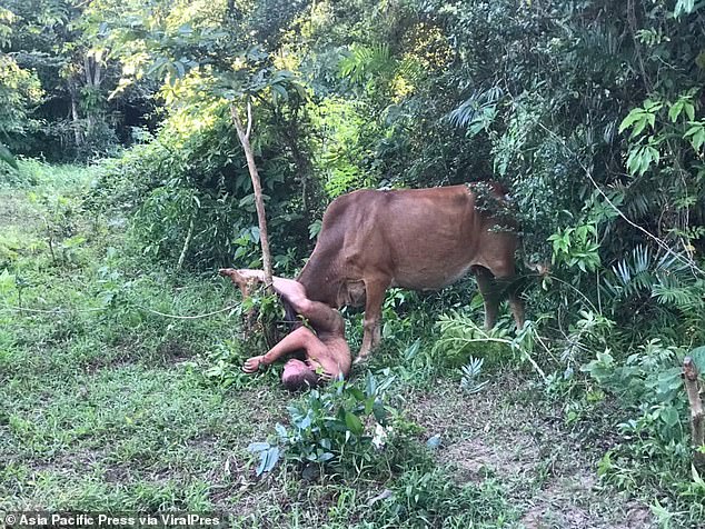 Evgenii Kuvshinov, 26, is said to have stripped naked and walked up to a male bull before turning his attention to a female tied to a wooden fence in a field in Surat Thani, southern Thailand, yesterday afternoon