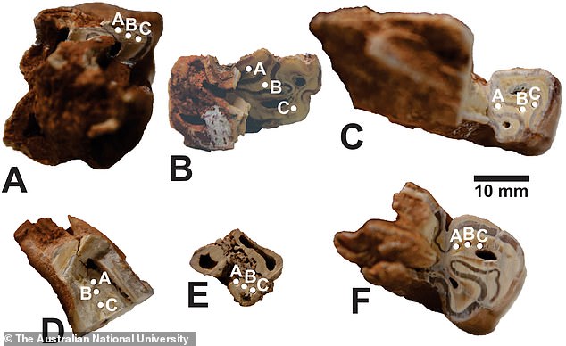 Excavations near the Pyrenees in Spain have yielded more than 29,000 artifacts, including stone tools and animal bones, suggesting the ancient hominin primates were skilled and intelligent hunters