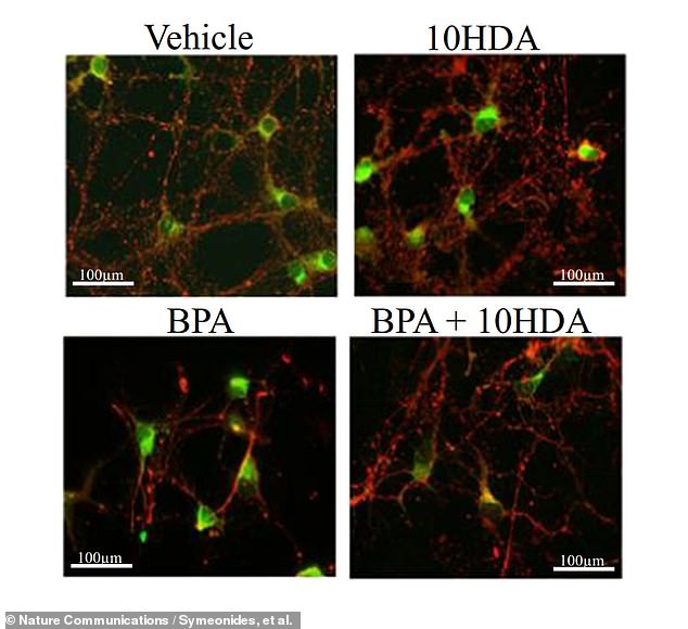 The team experimented with adding a type of fatty acid called 10-hydroxy-2-decenoic (10HDA) which they found could reduce the negative impact of BPA on the aromatase system of the developing brain. Above 10HDA, the impact of BPA on mouse neurons is reduced