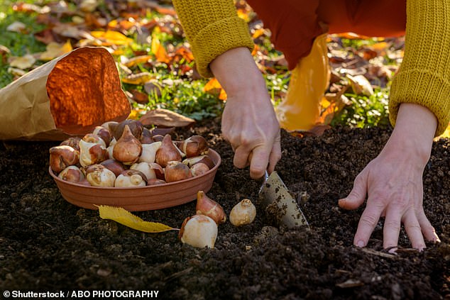 Researchers have discovered a deadly, drug-resistant fungus hiding in commonly used garden materials including soil, compost and flower bulbs.