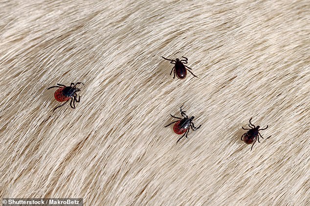 Scotland could face tick plague - climate change is to blame (stock image)