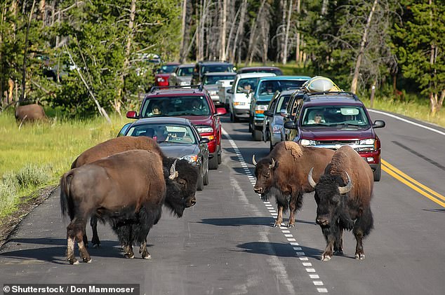 Yellowstone bison have injured more people than any other animal in the park