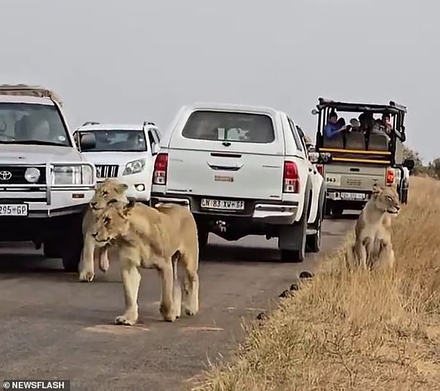 This is the shocking moment an impatient driver crashes his truck into a lion that crosses the road so he can pass.