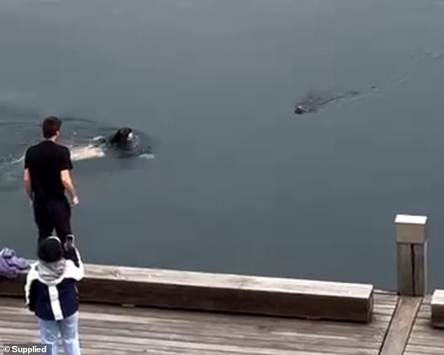 A woman jumped into Sydney Harbour at Woolloomooloo to rescue a small dog that had fallen into the water