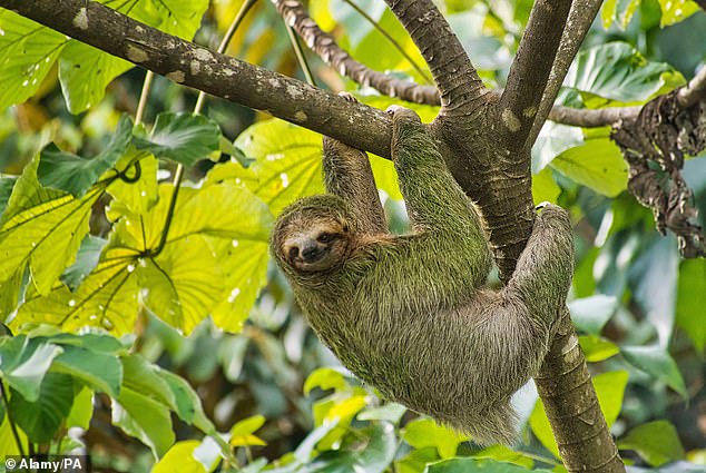 The Oropouche virus is also called sloth fever, not because it is transmitted by sloths, but because the animals can be carriers of the disease