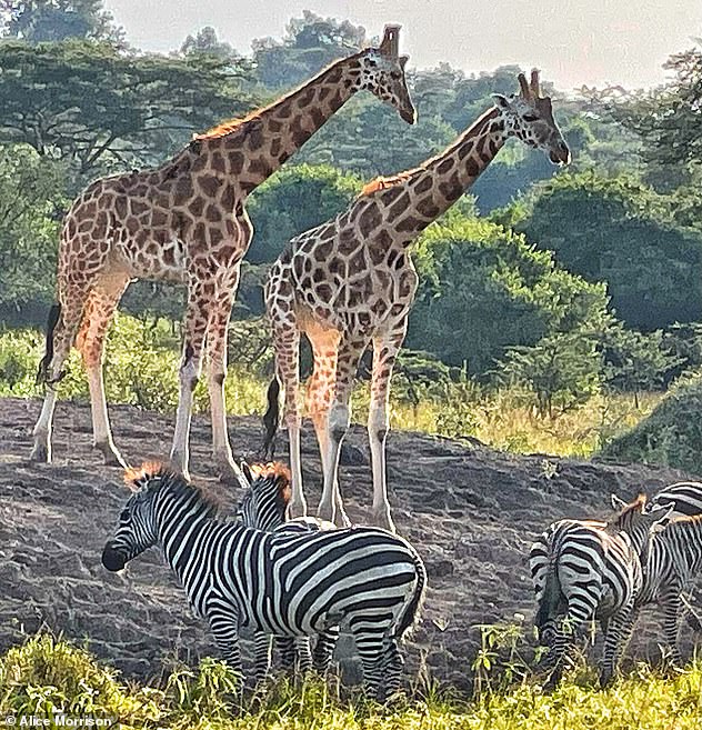 Alice sees 'a small herd of giraffes' at Murchison Falls with the 'advantage of not competing with the crowd and fighting for the best camera positions'