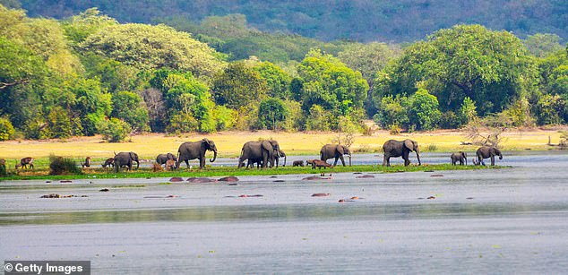 Alice Morrison goes on safari in Murchison Falls Park in Uganda (above) and says a 'cheap safari costs about £200 a day - 30 per cent less than in Kenya'. She sees elephants, hippos, lions and more on her trip