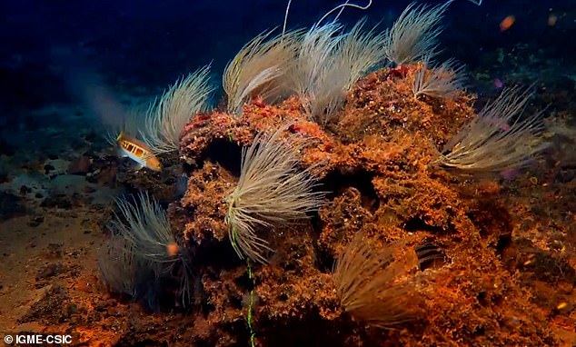 The underwater islands, located east of Lanzarote, could have provided inspiration for the myth of Atlantis, experts say