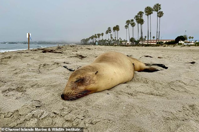 A wave of sick sea lions washes up along the California coast, suffering from symptoms of algae poisoning