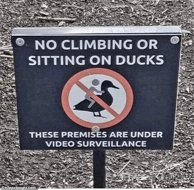 People from all over the world have been sharing snaps of hilarious messages they've spotted, and Cheezburger.com has collected the best of them in an online gallery. Including one utterly bizarre message spotted in the US asking people not to 'sit on the ducks' at a pond