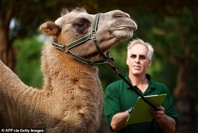 Camel handler Mick Tiley weighs and keeps a close eye on Neomie the camel