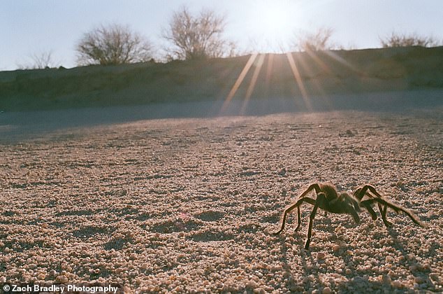 Some spider and wildlife experts call it a 