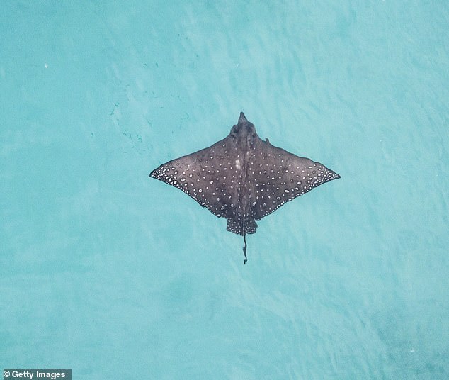 A man has been rushed to hospital after being struck by a stingray on a beach in south-east Queensland