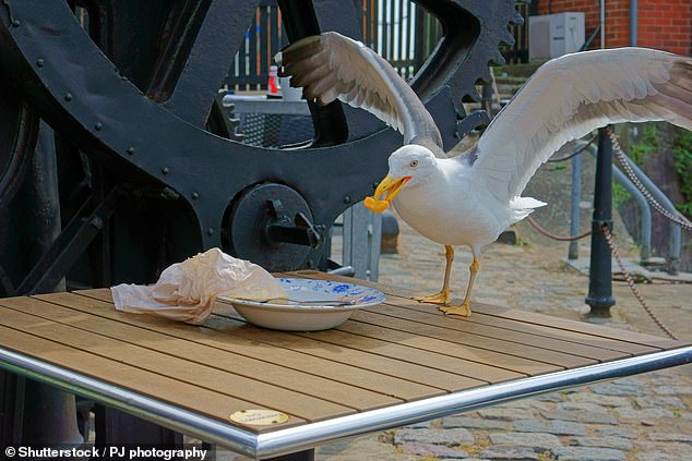 Nothing ruins a relaxing trip to the seaside like a seagull coming in and stealing your chips. But help is at hand, as a scientist claims to have discovered how to stop seagulls stealing your food