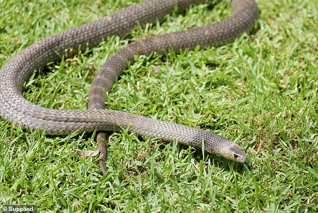 Experts have warned Australians of potentially deadly snakes (pictured the eastern brown snake) waking up early from hibernation this year due to an unusual heatwave