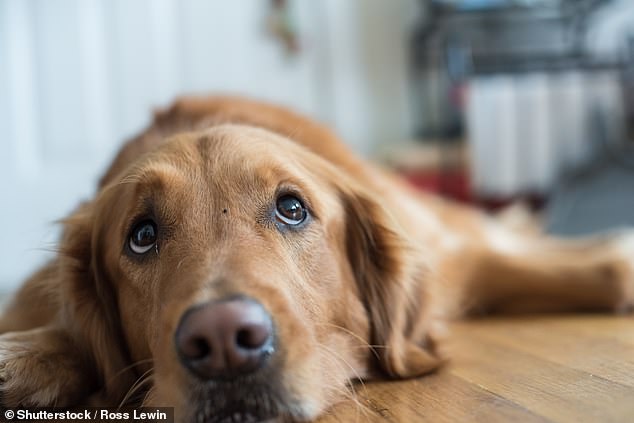 Stock image. Many pet owners look forward to the summer months, thanking the long evenings and warm weather for giving their furry friends the chance to explore the great outdoors.