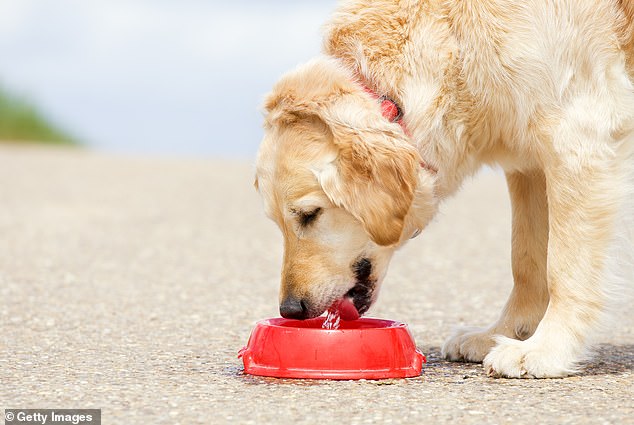 Vet warns dog owners about communal water bowls this summer