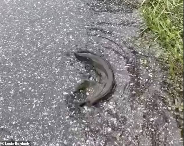 The creature flew away from the Gulfport driveway when Bardach tried to sting it