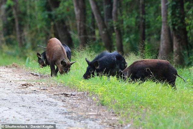 Wild boars graze along a hiking trail in the Richland Creek Wildlife Management Area in Texas