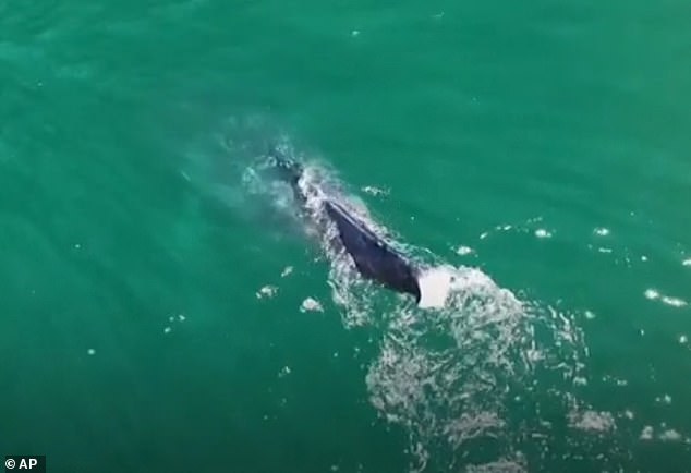 When the whale dives, it becomes much more apparent that it is missing its flippers, which are crucial for propelling the mammal through the water