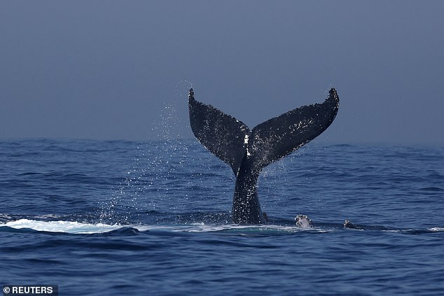 This is what a humpback whale's tail usually looks like. The fins can be up to 15 feet wide from tip to toe