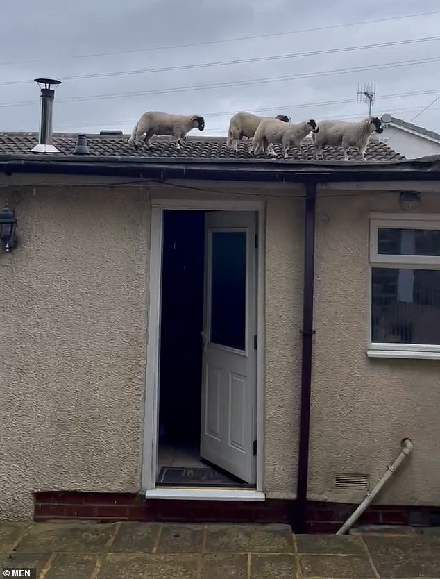 When Kristen Jackson stepped outside the house in Whitworth, Lancashire, she was stunned to see the sheep had managed to climb to the top of the single-storey bungalow