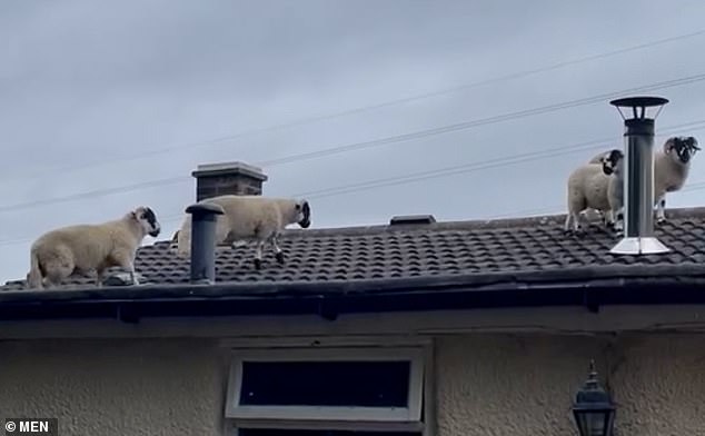 She managed to film the bizarre encounter on her phone, which showed four sheep wriggling across her roof