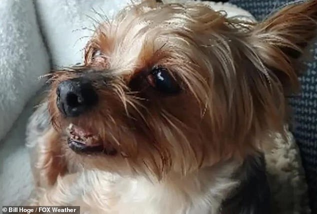 Nine-year-old Yorkshire terrier Maddie (pictured) was on her owner's boat when she fell into the water off the northeast coast of Florida