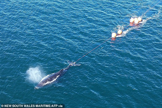 A young humpback whale has finally been freed by whale release specialists after becoming entangled in ropes and buoys in Sydney Harbour on Thursday