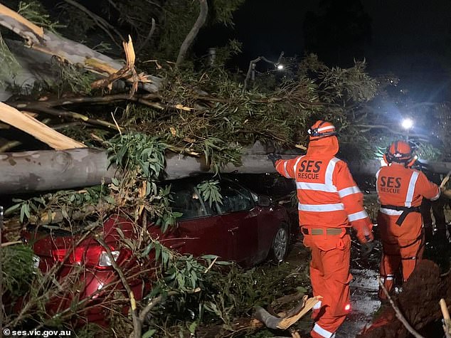 A man died and a woman was seriously injured after a falling tree crushed their car (file image) in Victoria's Gellibrand on Wednesday