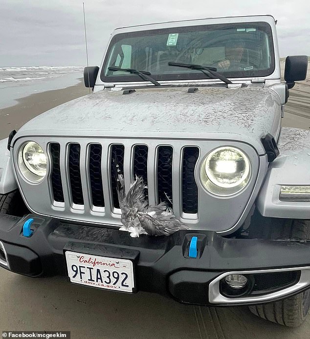 Travis was identified by police after a witness took photos of him behind the wheel of the bloodstained car, with one of the birds still stuck in the grille