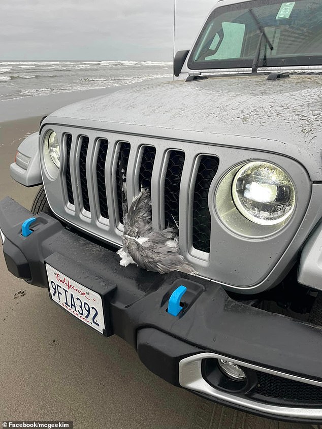 Witness Kim McGee took photos of the driver and the Jeep, which had pieces of seagull stuck in the grille