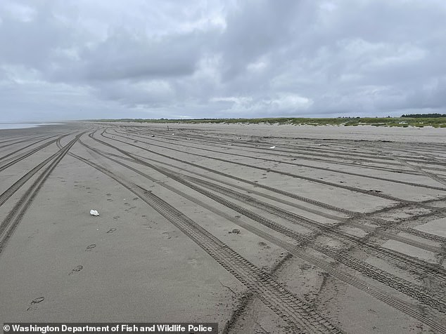 Photos taken on the beach show two dozen dead seagulls