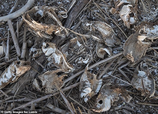 One person described the Salton Sea as “Satan’s favorite hellhole.” “Imagine, if you will, the hottest, most disgusting desert, just a few feet from the most disgusting smelling, filthiest water you’ve ever seen,” they said.