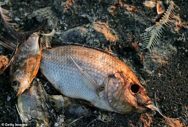 Declining oxygen levels have devastated the ecosystem, with millions of dead fish washing up on beaches every week.