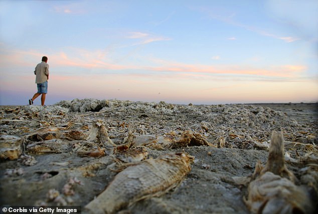 Once home to popular resorts like Coachella Valley, Mecca and Bombay Beach, Salton Sea is now described by visitors as a 