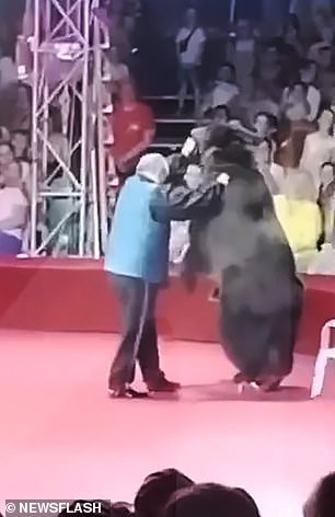 The bear can be seen with roller skates