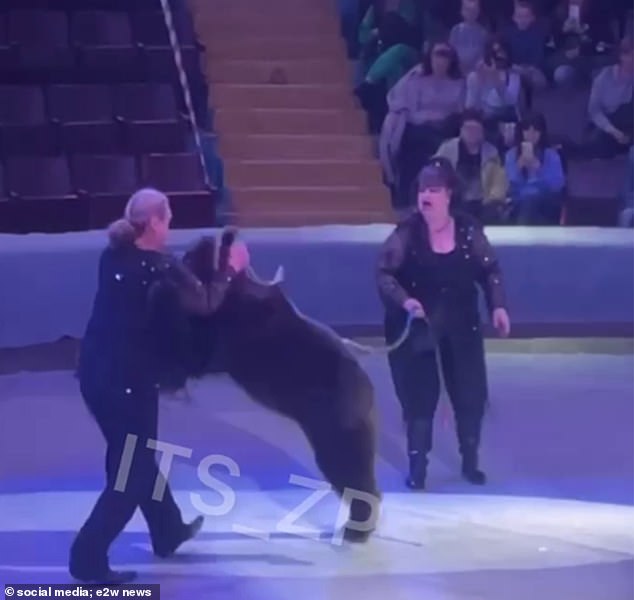 Trainer attacked by bear after giving him a treat during performance